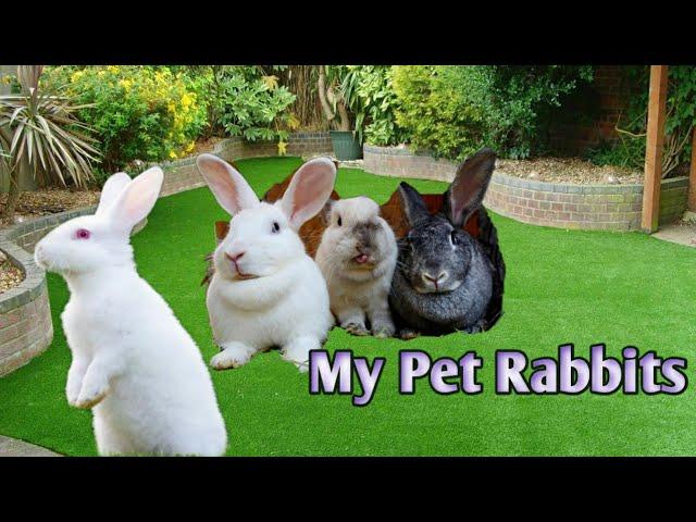 Rabbits Playing and Eating | My pet Rabbits | Baby Rabbits plying with her Mother