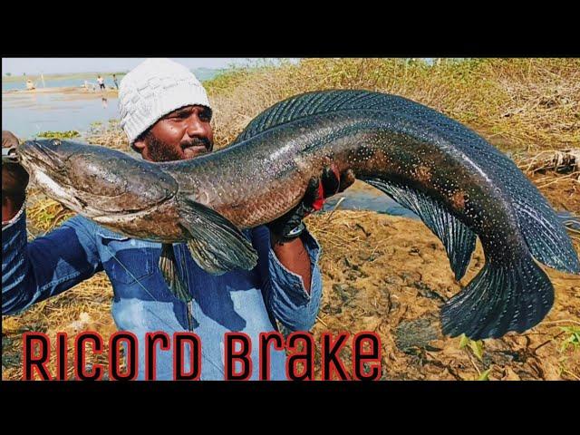 Big Size Sneakhaed | 7.700 kg Fish Catching | Unbelievable  Big Snakehead Catching | Amazing Fishing