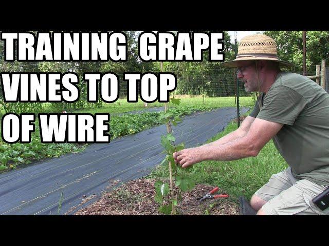 Training grape vines up to top wire