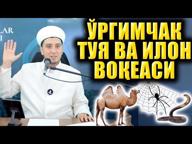 ЎРГИМЧАК ТУЯ ВА ИЛОН ВОҚЕАСИ. ИБРАТЛИ ҲИКОЯЛАР