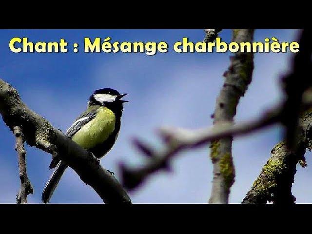 MESANGE CHARBONNIERE - Chant d'Oiseau