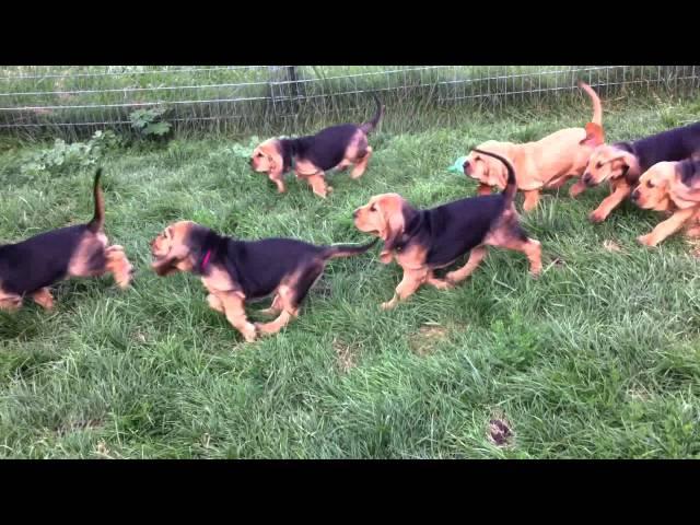 Bloodhound Puppies Chase 7 Weeks Old