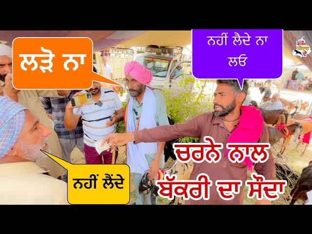 ਚਰਨੇ ਨਾਲ ਬੱਕਰੀ ਦਾ ਸੌਦਾ | Tungwali bakra mandi | #goat #bakramandi #rajudirba