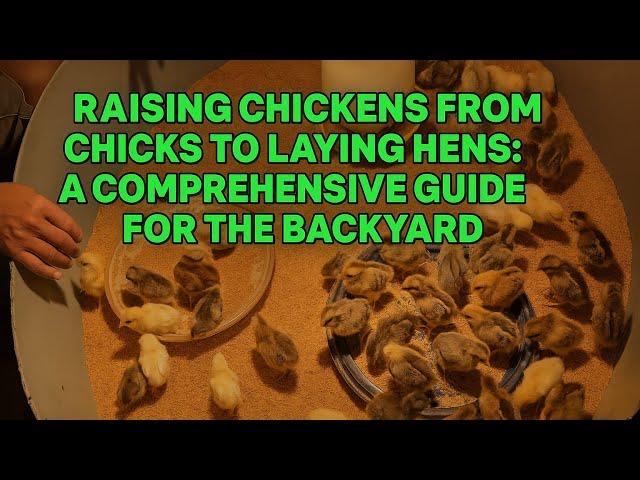 how to raise egg laying hens | how do i raise chickens for eggs