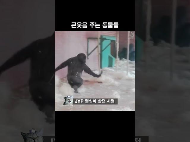 큰웃음 주는 동물들