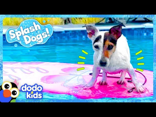 Little Dog Dreams Of Swimming In The Big Ocean | Dodo Kids | Splash Dogs