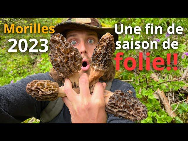 La DERNIÈRE récolte de MORILLES 2023 est INCROYABLE!