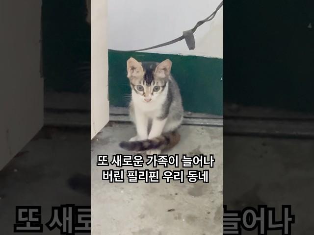 새로운 가족이 늘어나 버린 우리동네  #고양이