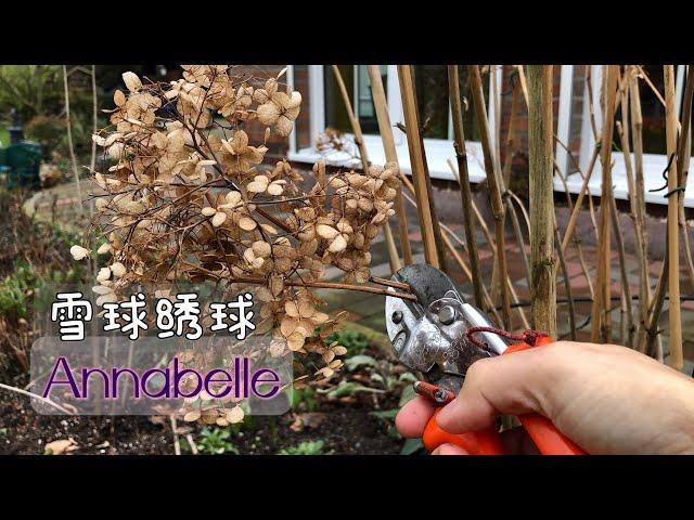 Annabelle乔木雪球绣球花（贝拉安娜）的修剪/新枝老枝的修剪方法/初春需要做什么/为什么要修剪/13.02.2023