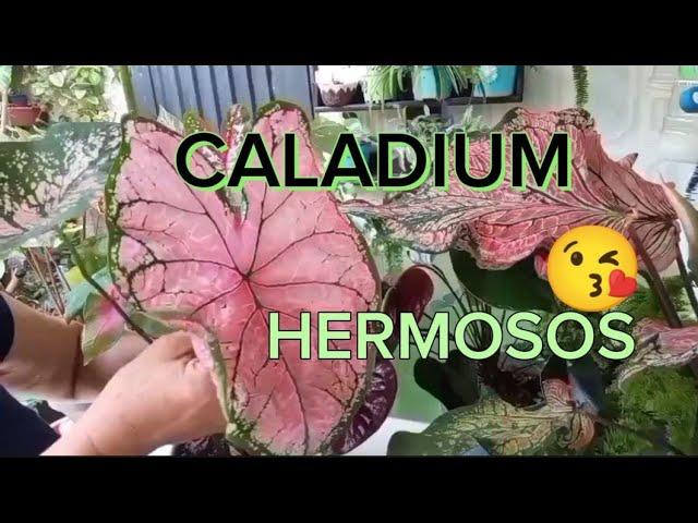 CALADIUM HERMOSOS  LO QUÉ DEBES SABER🪴🪴