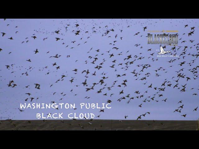 Washington Public Duck Hunting | iXnay | Dr. Duck Black Cloud