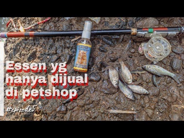 Mancing wader dan uceng pake essen SCADIX obat scabies kucing