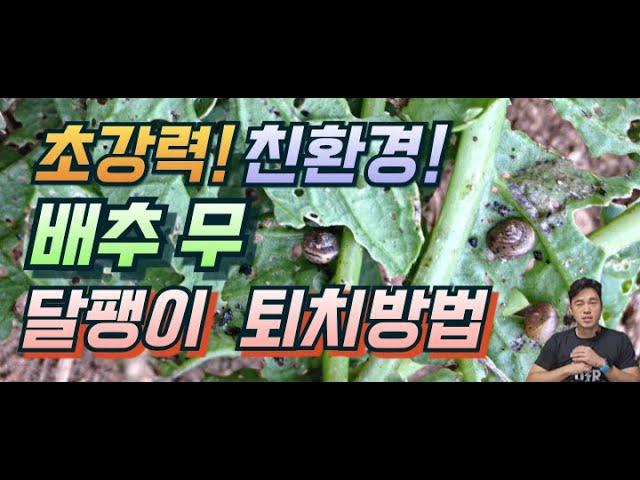 배추 달팽이 살충제. 이거하나면 끝.