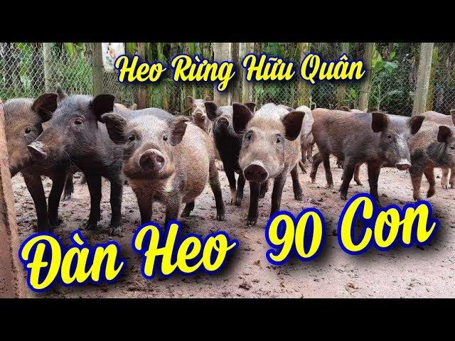 Kỹ Thuật Nuôi 90 Con Heo Rừng Lai SIÊU Lãi Xuất Tại Gia Lai | Bắt Heo Tại Hộ Dân.