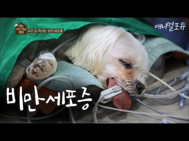 14년 전, 아들을 잃었을 때 선물처럼 짱구가 왔어요 '짱구야 함께 오래 살아주겠니' [나는 아픈개와 산다]