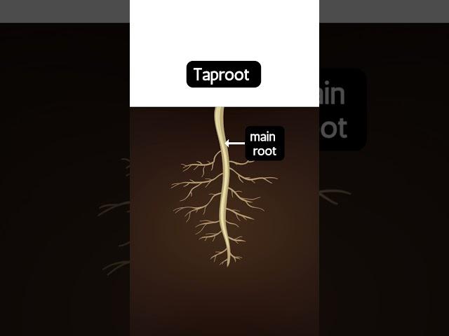 Types of roots, taproot and fibrous root #education #biology #science #study #facts #students