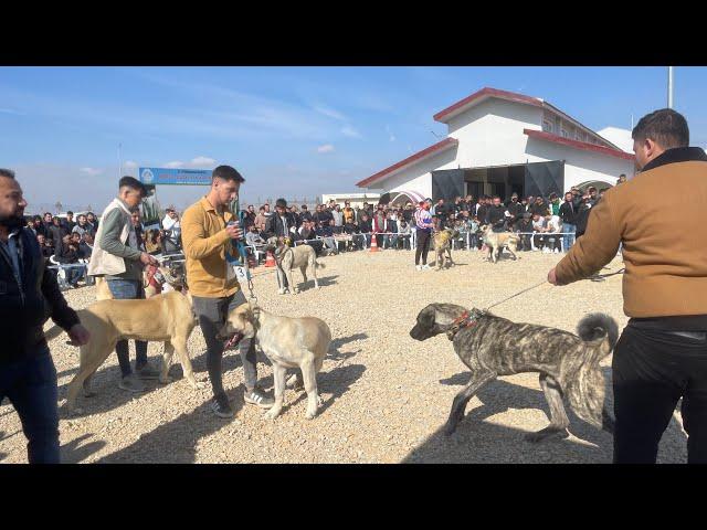 EREN ACIL is live! Kangal yarışması Afyon