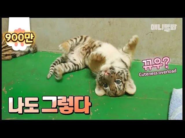 TFW Baby Tigers Reminds You That At Least You Were A Cute Baby EP1