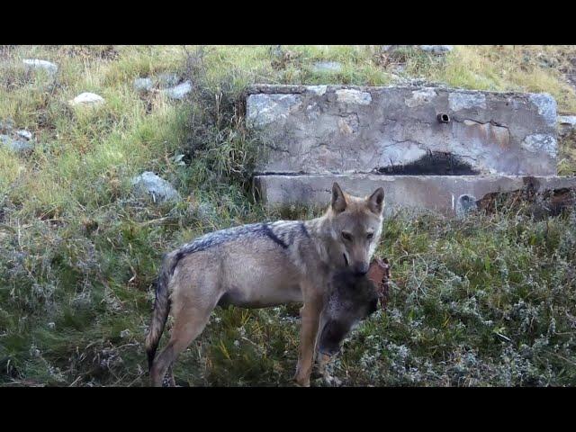 TOROS DAĞLARI FOTOKAPAN KONTROLÜ  2024 2. BÖLÜM!  DOMUZ KAFASI TAŞIYAN KURT !!!