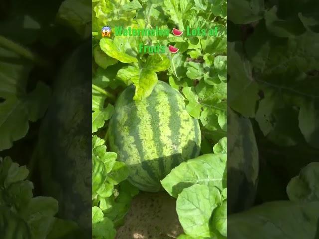  Lots of Fruits  Watermelon Grown From Seed