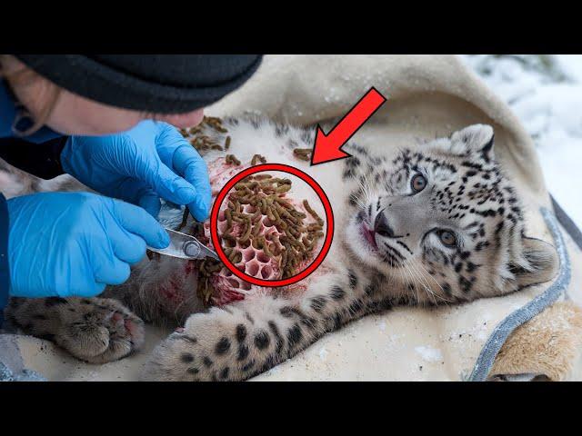 Rescuing A Snow Leopard Infected By Parasites with Honeycomb Wound