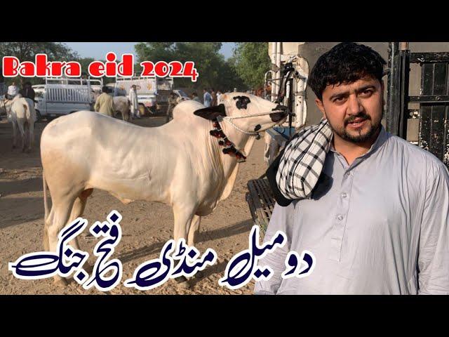 Domail mandi 24/5/ 2024 latest update ll jaffar mandi ll jamil tv ll