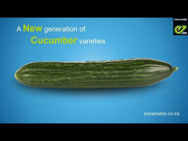 A new generation of Enza Zaden cucumber varieties