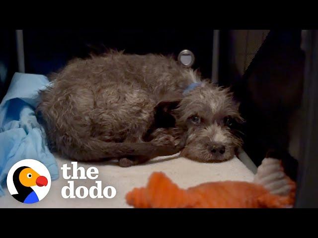 Puppy's Rescuer's Finally Figure Out Why He's Scared | The Dodo