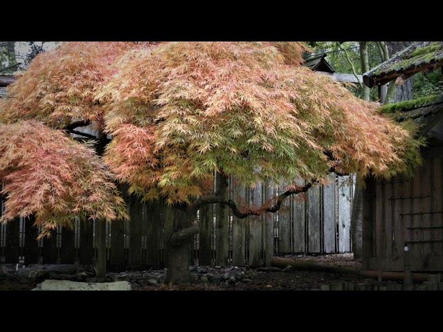 Takata Japanese Garden, Horticulture Centre of the Pacific, Volume 2