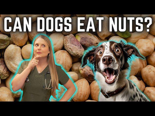 Can Dogs Eat Nuts??? Dr. Lindsay Butzer Veterinarian Explains!!!