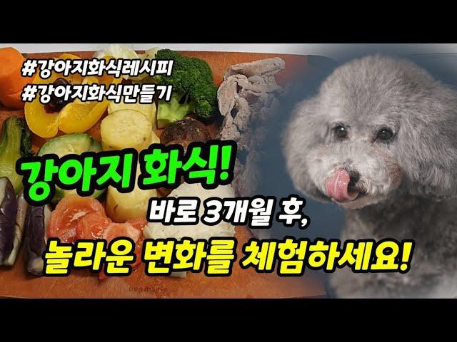 HOMEMADE DOG FOOD 11 STORY | healthy dog food recipe