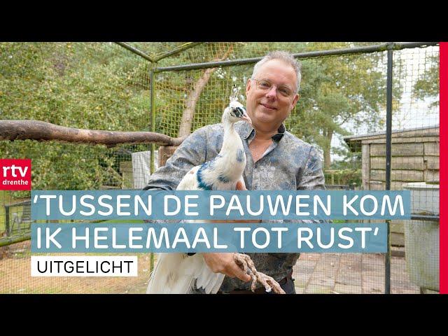 Ronald heeft zeventig(!) pauwen in zijn tuin | RTV Drenthe