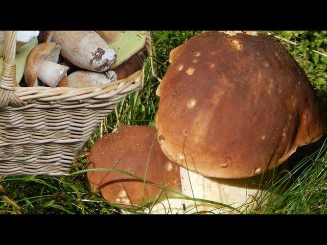 hribi boletus funghi 2023