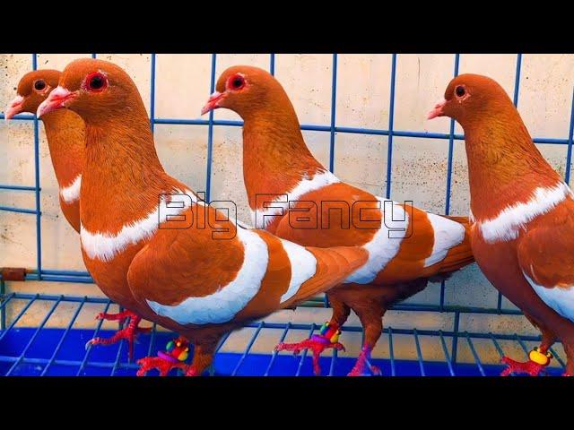 Beautiful Fancy Pigeon's Video: Best fancy pigeon Breeds & Farm Footage Compilation