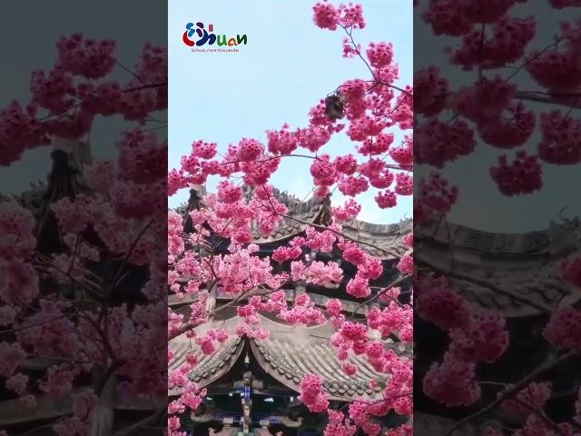 The romantic cherry blossoms that are unique to Xichang #BlossomsSichuan #flowers