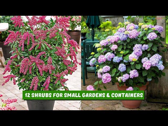 12 Shrubs For Small Gardens & Containers