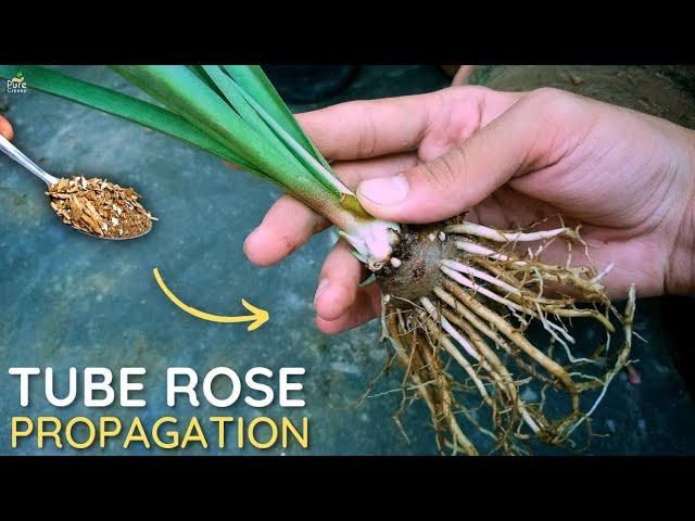 How to Grow Tuberose Plant? - Tuberose Propagation.!