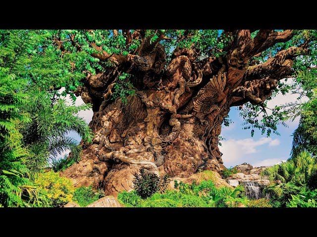 Animal Kingdom | Tree of Life | BGM Loop