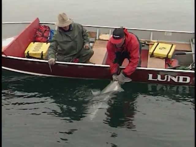 +50 Pound Lake Trout - Adventures North