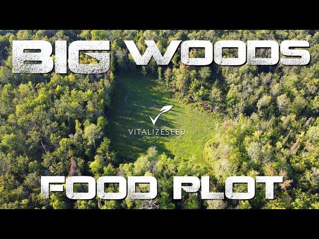 25 BUCKS on 18 ACRES...How Food Plots TRANSFORMED my PROPERTY // Vitalize Seed