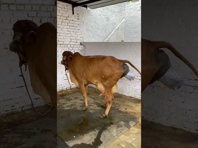 Pure Gir cow  subscribe to our channel for more videos