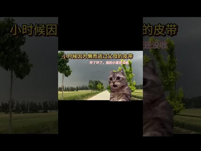 #猫meme小剧场 #猫meme #猫meme搞笑剧情 #猫meme剧场