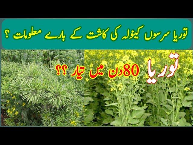 Toria| Mustard| Sarsoon Farming|Taj Zari Farm| information| High yield Crop| Advanced technology