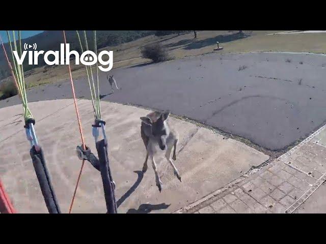 Curious Kangaroo Charges Paraglider || ViralHog