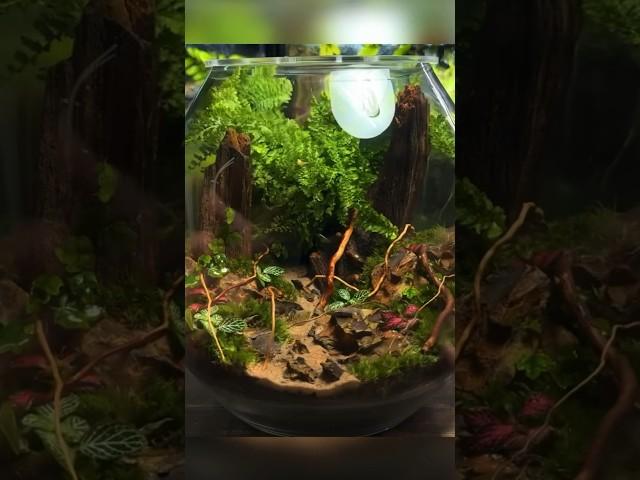 Creating a Self Sustaining MINI ECOSYSTEM!