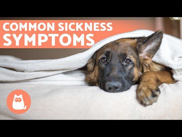 6 Most Common WARNING SIGNS Your Dog is SICK 