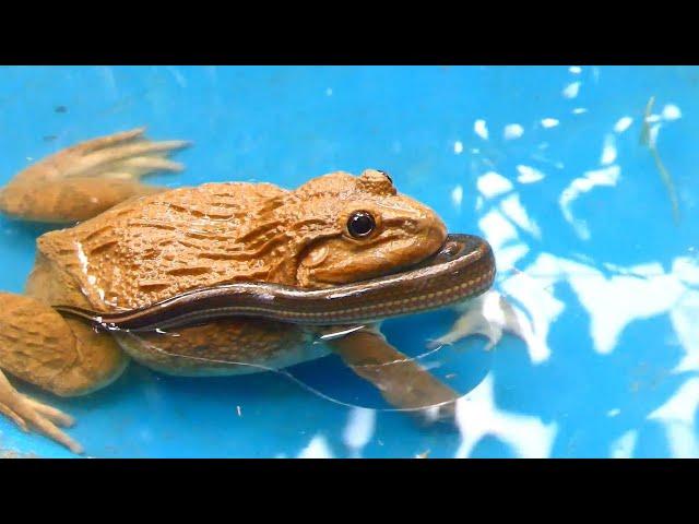 Warning Live Feeding! East Asian bullfrog eating water snake