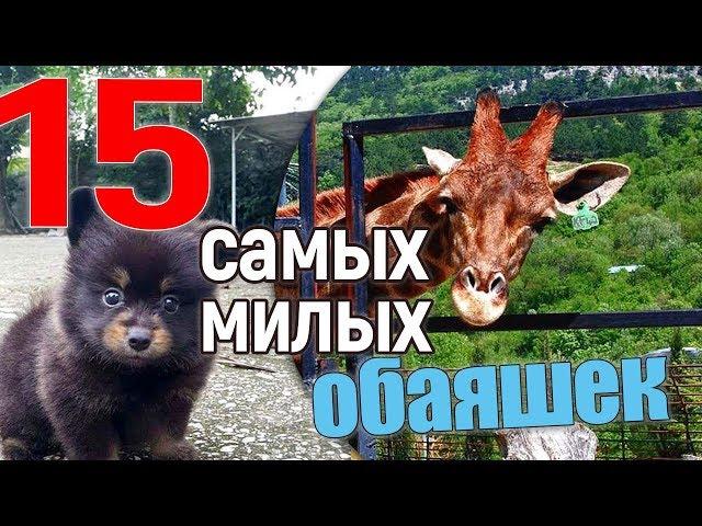 15 уси-пусей