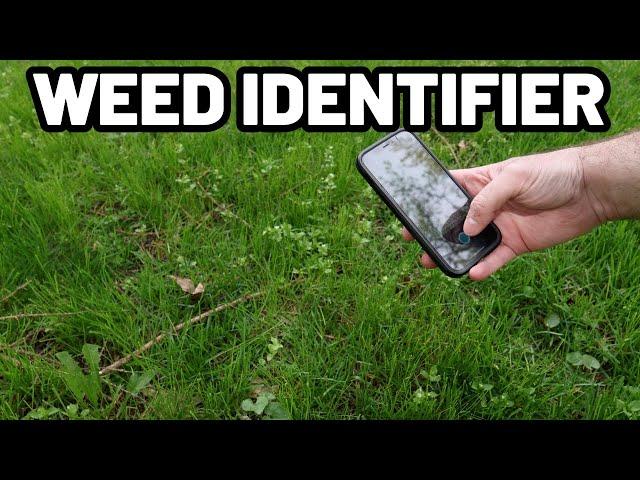 Easily Identify Weeds in Your Yard in SECONDS