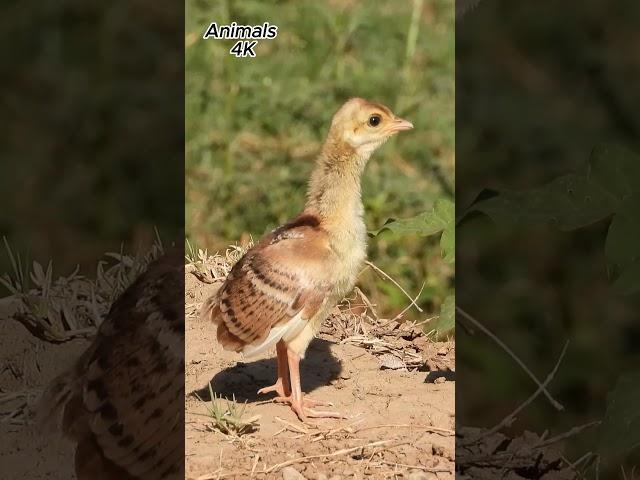 baby Peacock sound  #birds  #peacocksound